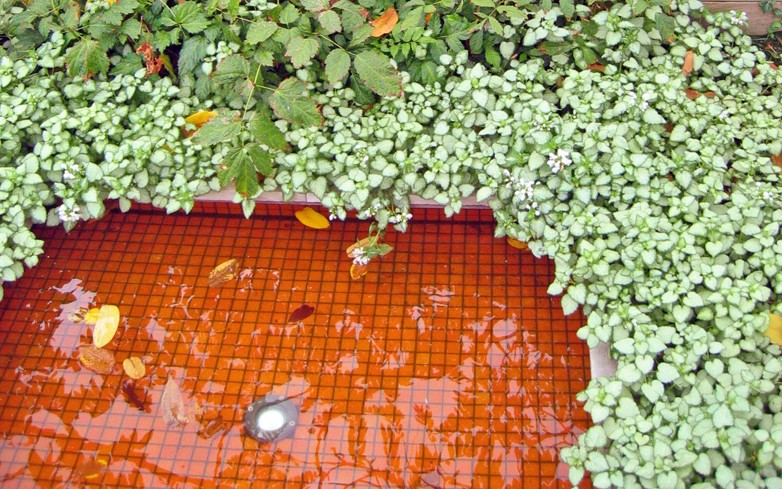 Pond surrounded by greenery